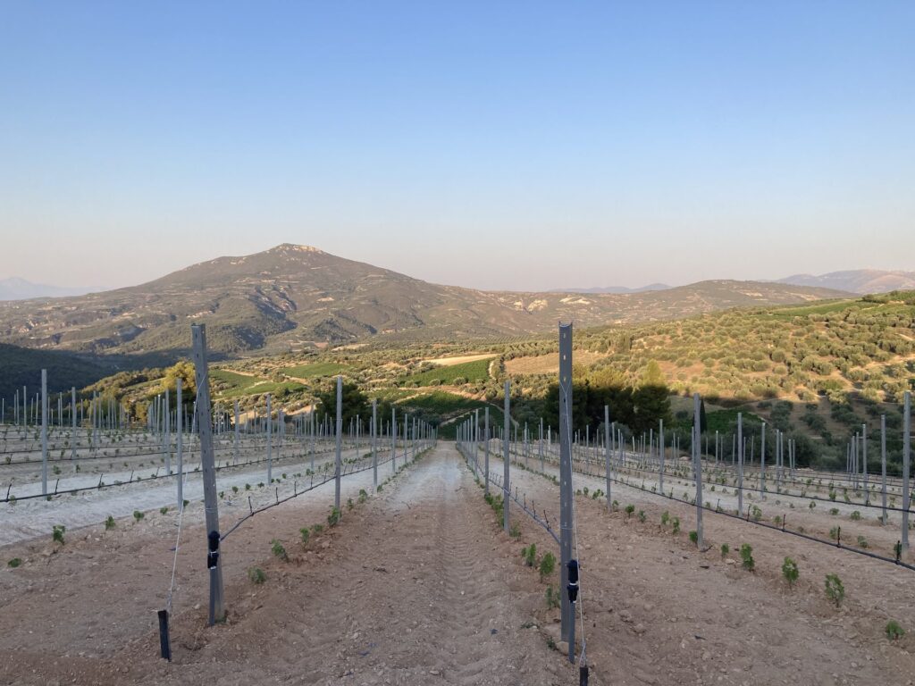 Νέος αμπελώνας Αγιωργίτικου με κλώνο ENTAV-INRA 001VNB, Νεμέα