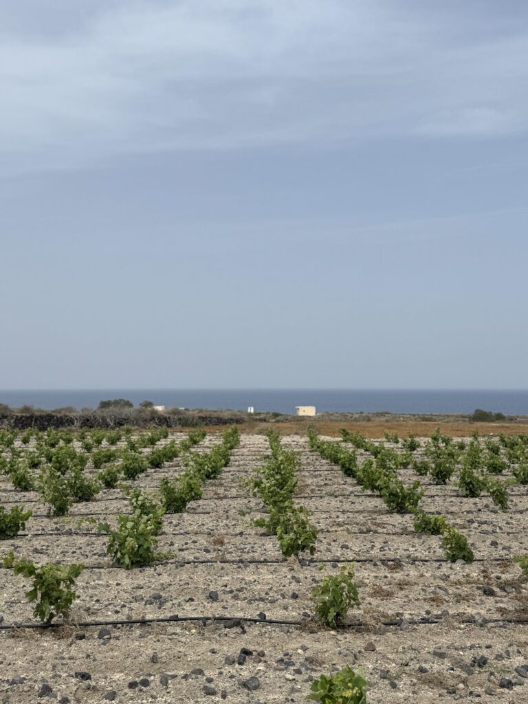 Αρδευόμενος αμπελώνας Ασύρτικου στη Σαντορίνη