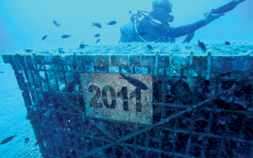Κλουβί 2011